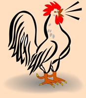 rooster-